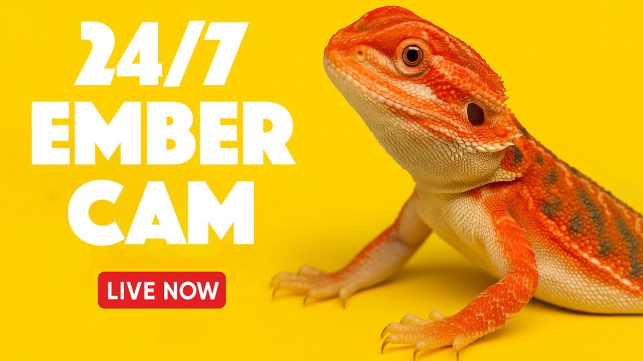 24/7 Bearded Dragon Live Stream